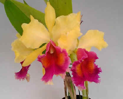 洋蘭.JP カトレア原種 CATTLEYA SPECIES